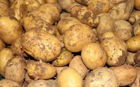 Ticaret Bakanlığı: Patates 25 Lira İddiası Doğru Değil