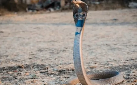 Rüyada Yılan Görmek Neye İşarettir?