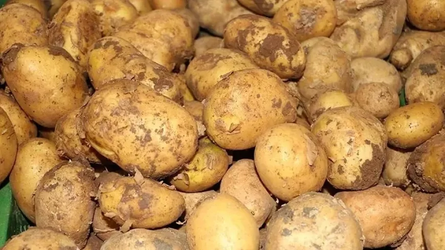 Ticaret Bakanlığı: Patates 25 Lira İddiası Doğru Değil