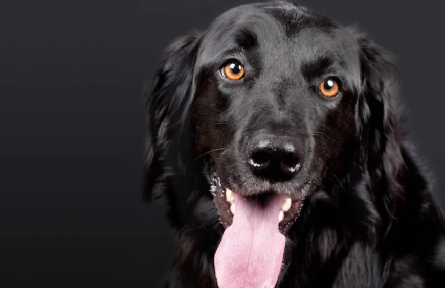 Rüyada Köpek Görmek Nasıl Yorumlanır?
