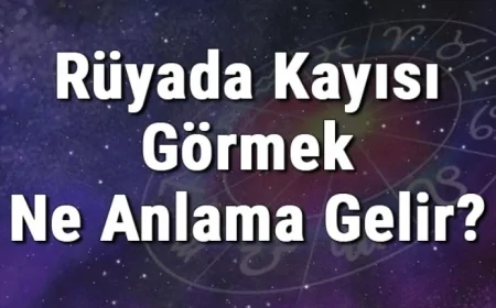 Rüyada Kayısı Görmek Ne Anlama Gelir? Rüyada Kayısı Yemek Ve Toplamak Tabiri