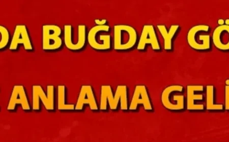 Rüyada buğday görmek ne anlama gelir? Rüyada buğday tarlası ve yığını görmek
