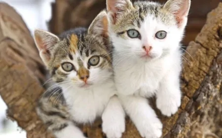 Rüyada Kedi Yavrusu Görmek Ne Anlama Gelir? Rüyada Kedi Yavrusu Sevmek Ve Sahiplenmek