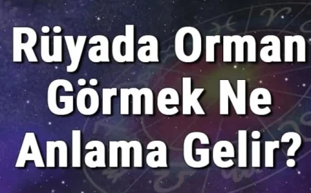 Rüyada Orman Görmek Ne Anlama Gelir? Rüyada Ormanda Olmak, Koşmak Ve Ormana Gitmek