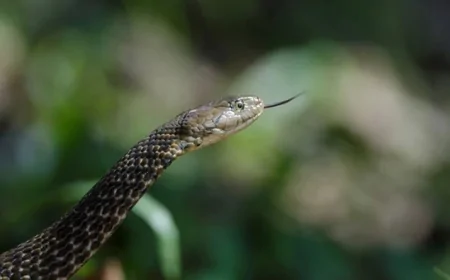 Rüyada yılan ısırması ne anlama gelir? Rüyada yılan sokması tabiri