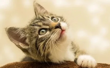 Rüyada kedi görmek ne anlama geliyor? Rüyada yavru kedi görmenin