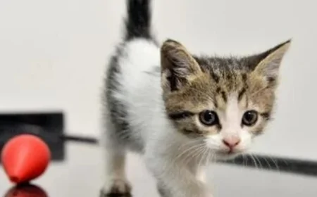 Rüyada kedi yavruları görmek ne anlama gelir? Rüyada evin içinde siyah ve beyaz kedi yavruları görmek