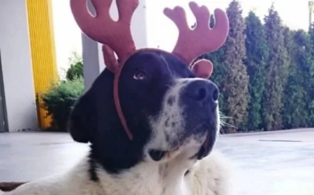 Ankara’yı Yasa Boğan Veda! Matmazel Köpek Hayatını Kaybetti!