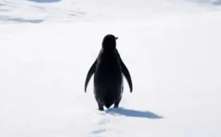 Nihilist Penguen Hikayesi Nedir? Nihilizm Felsefesi ve Sosyal Medya Fenomeninin Perde Arkası