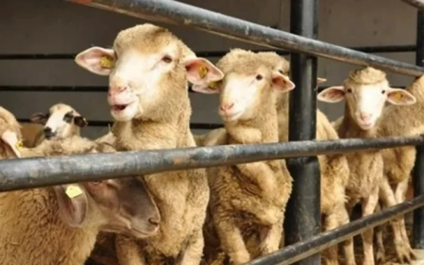 Rüyada kurban kesmek ne anlama gelir? Rüyada kurban kesildiğini görmek