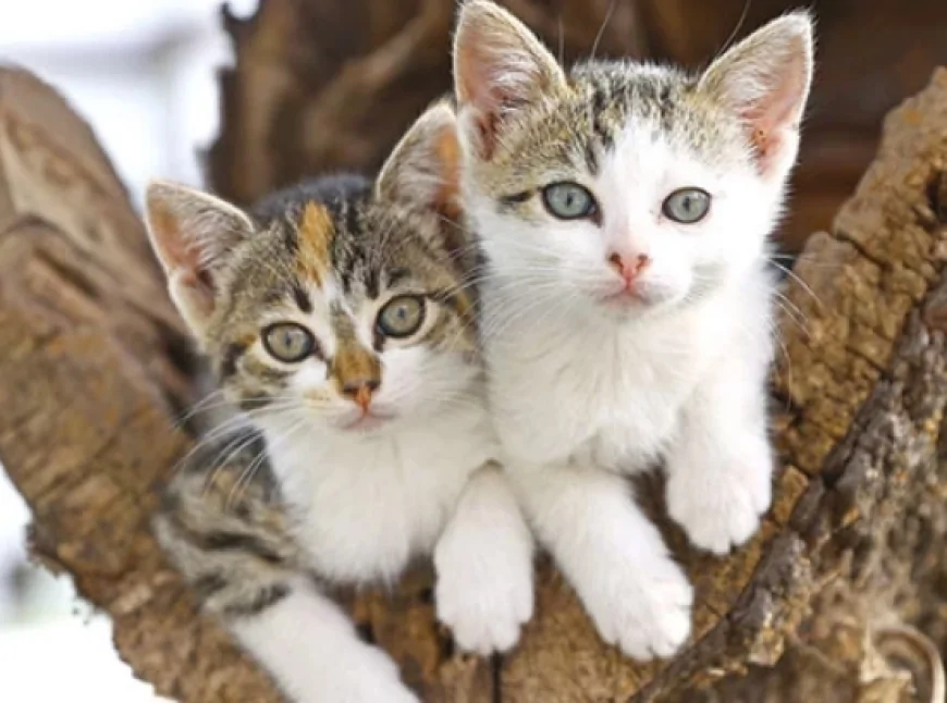 Rüyada Kedi Yavrusu Görmek Ne Anlama Gelir? Rüyada Kedi Yavrusu Sevmek Ve Sahiplenmek