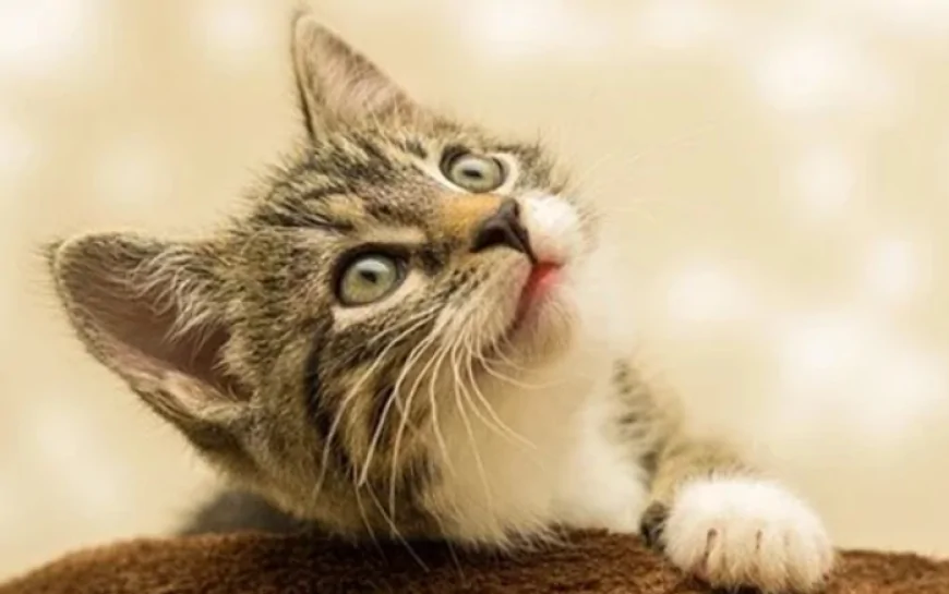 Rüyada kedi görmek ne anlama geliyor? Rüyada yavru kedi görmenin