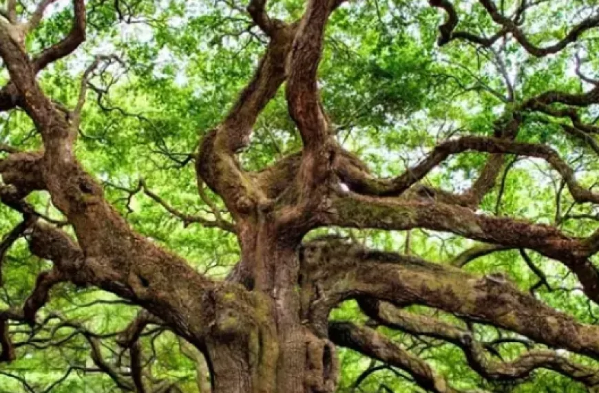 Bahçenizi Bir Yılda Ormana Çeviren 8 Mucize Ağaç Açıklandı!