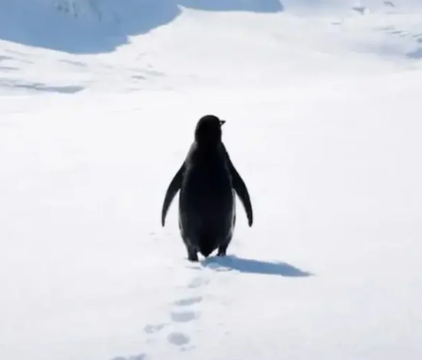 Nihilist Penguen Hikayesi Nedir? Nihilizm Felsefesi ve Sosyal Medya Fenomeninin Perde Arkası